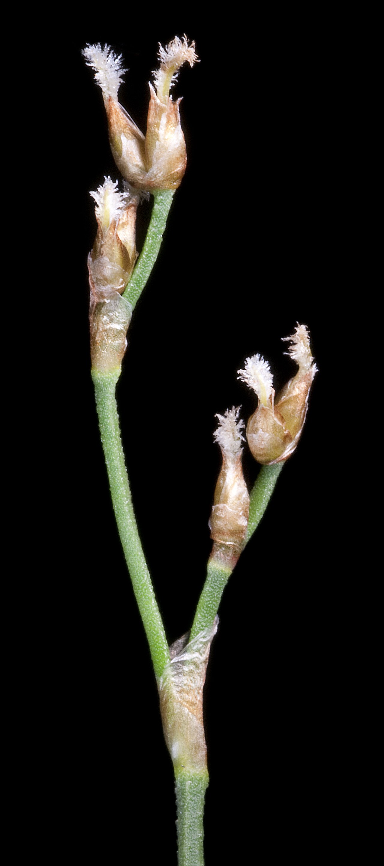 Hopkinsia anoectocolea: PERTH7999259