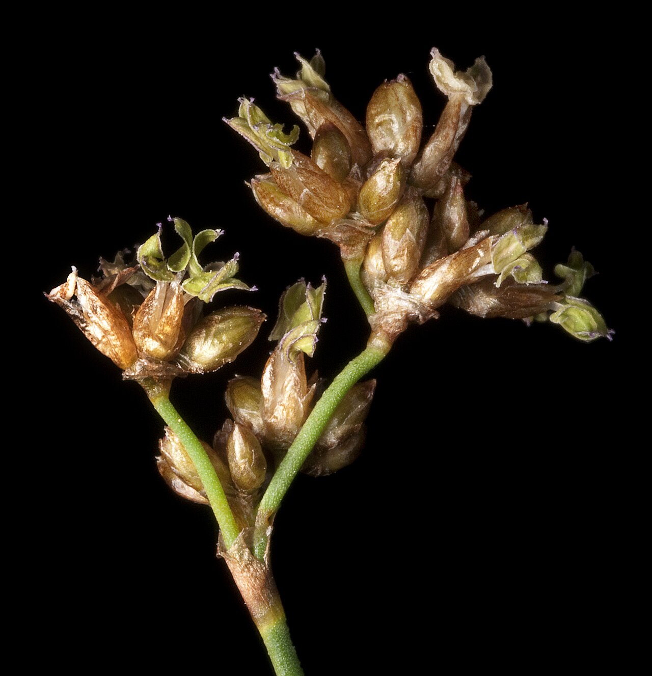 Hopkinsia anoectocolea: PERTH7999259