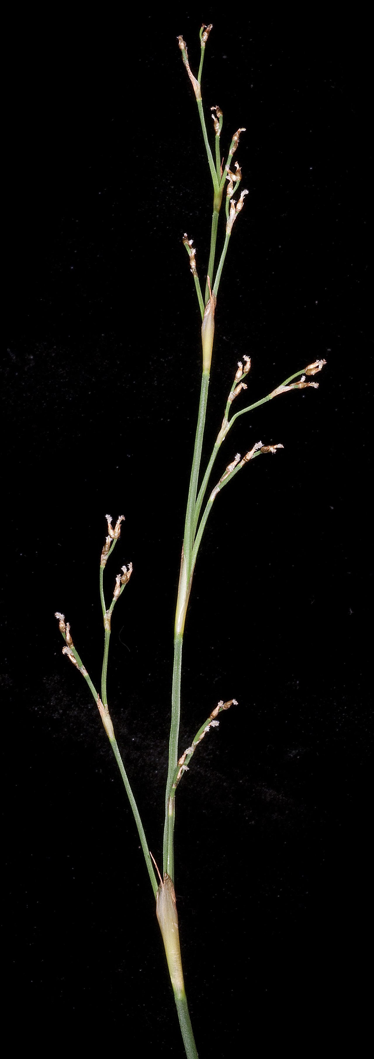 Hopkinsia anoectocolea: PERTH7999259