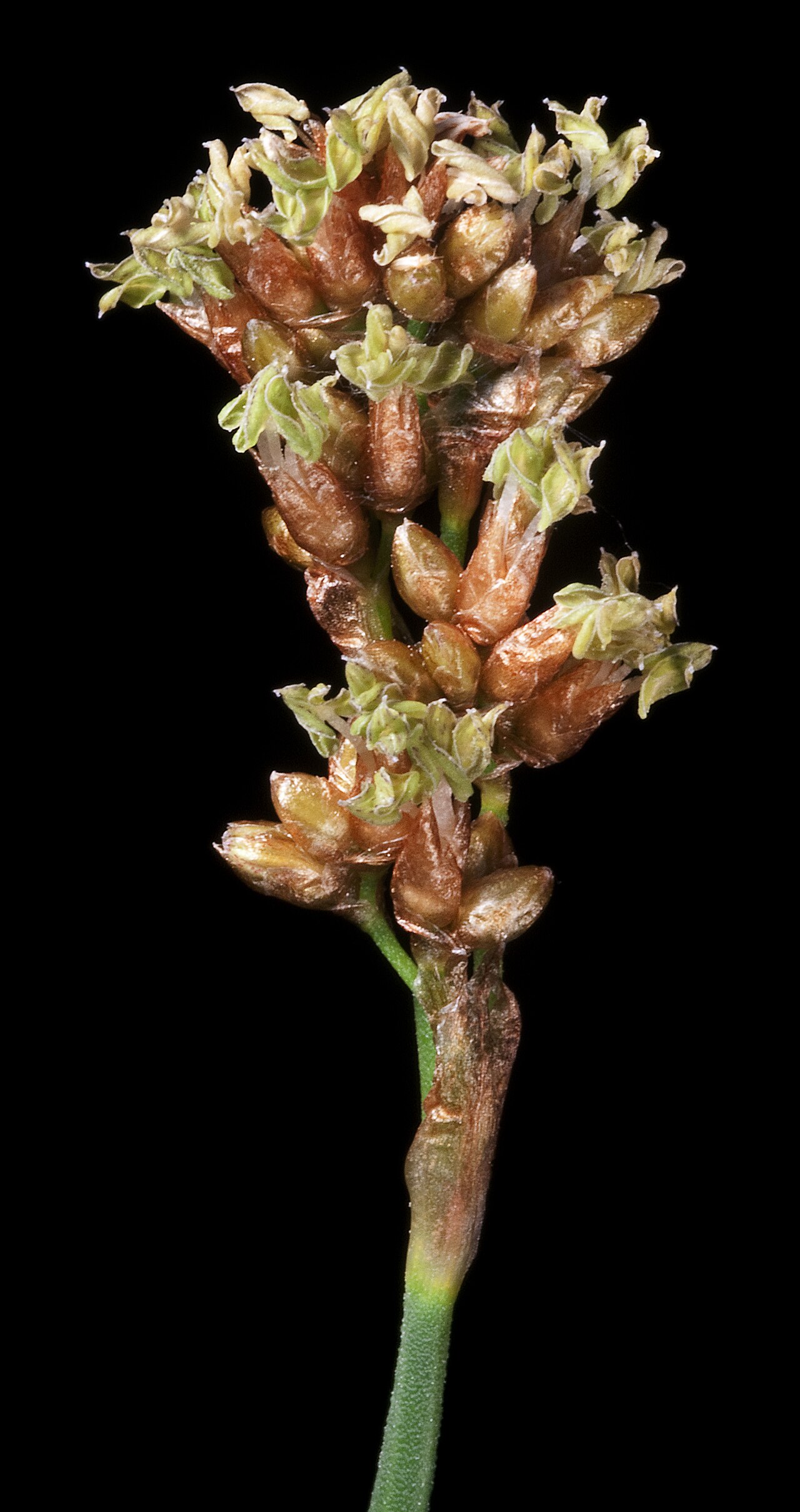 Hopkinsia anoectocolea: PERTH7999259