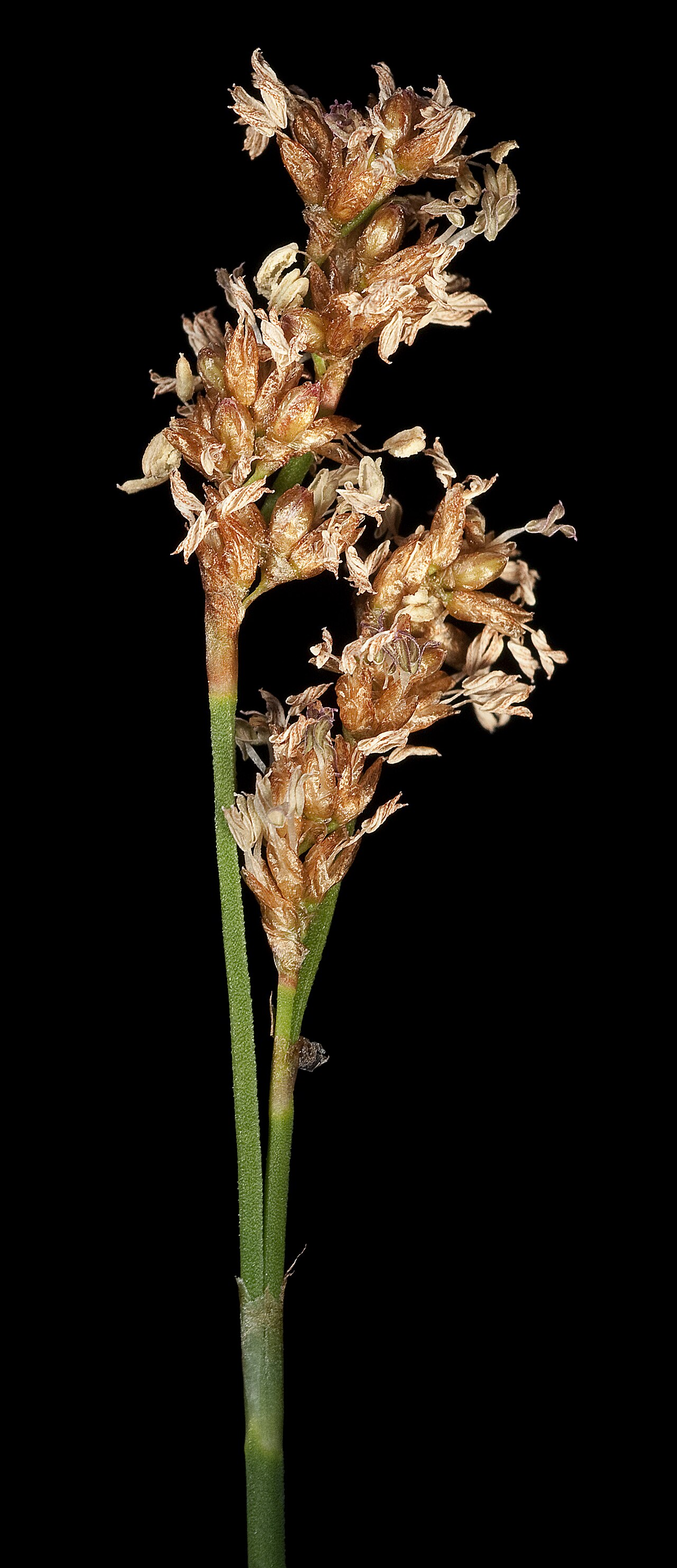 Hopkinsia anoectocolea: Hopkinsia anoectocolea