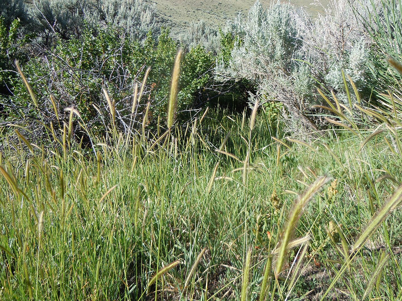 Meadow barley: Meadow barley is locally abundant yet not everywhere present in wet meadows in the mountains.