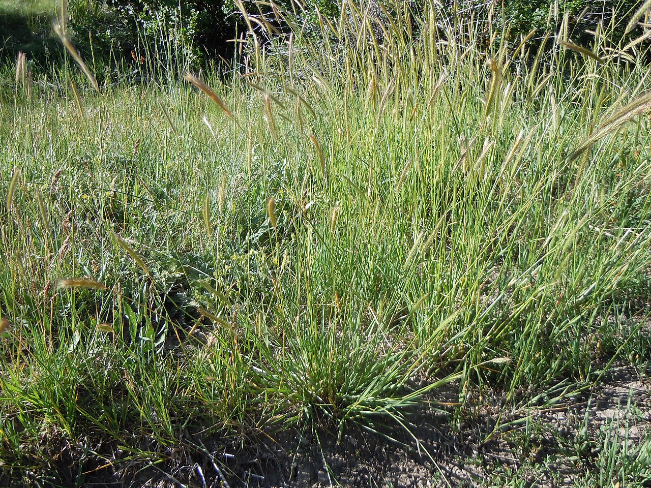 Meadow barley: Meadow barley is locally abundant yet not everywhere present in wet meadows in the mountains.