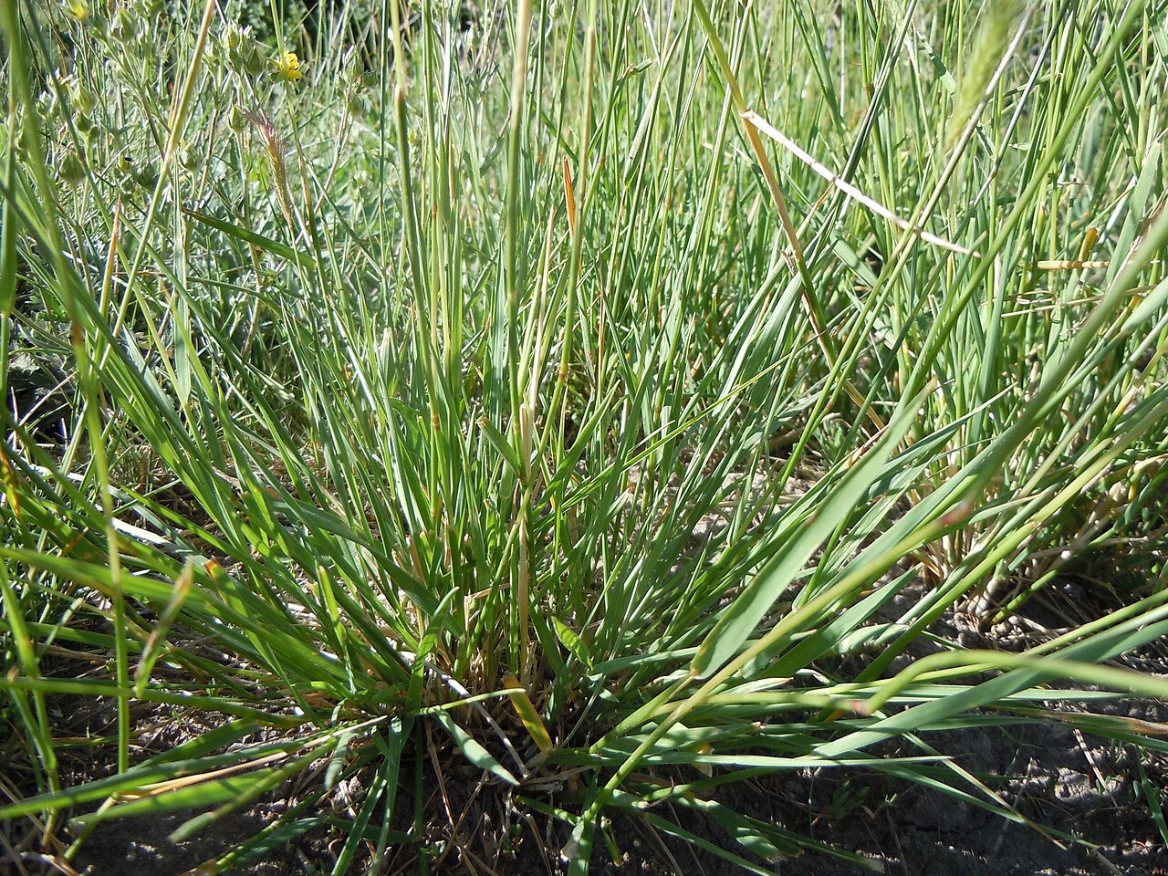 Meadow barley: The leaf blades can be somewhat broad (e.g., 3-4 mm wide).