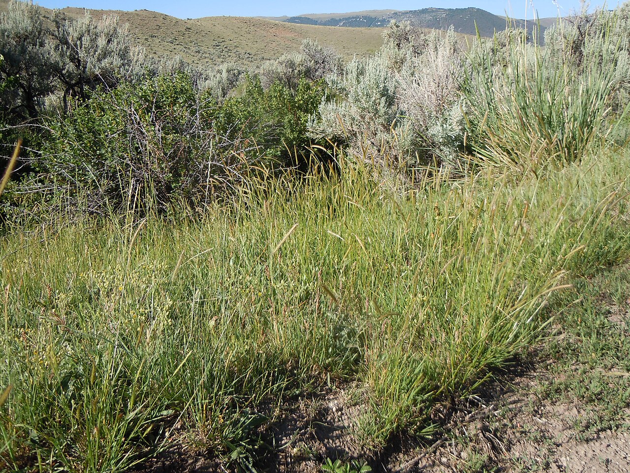 Meadow barley: Meadow barley is locally abundant yet not everywhere present in wet meadows in the mountains.