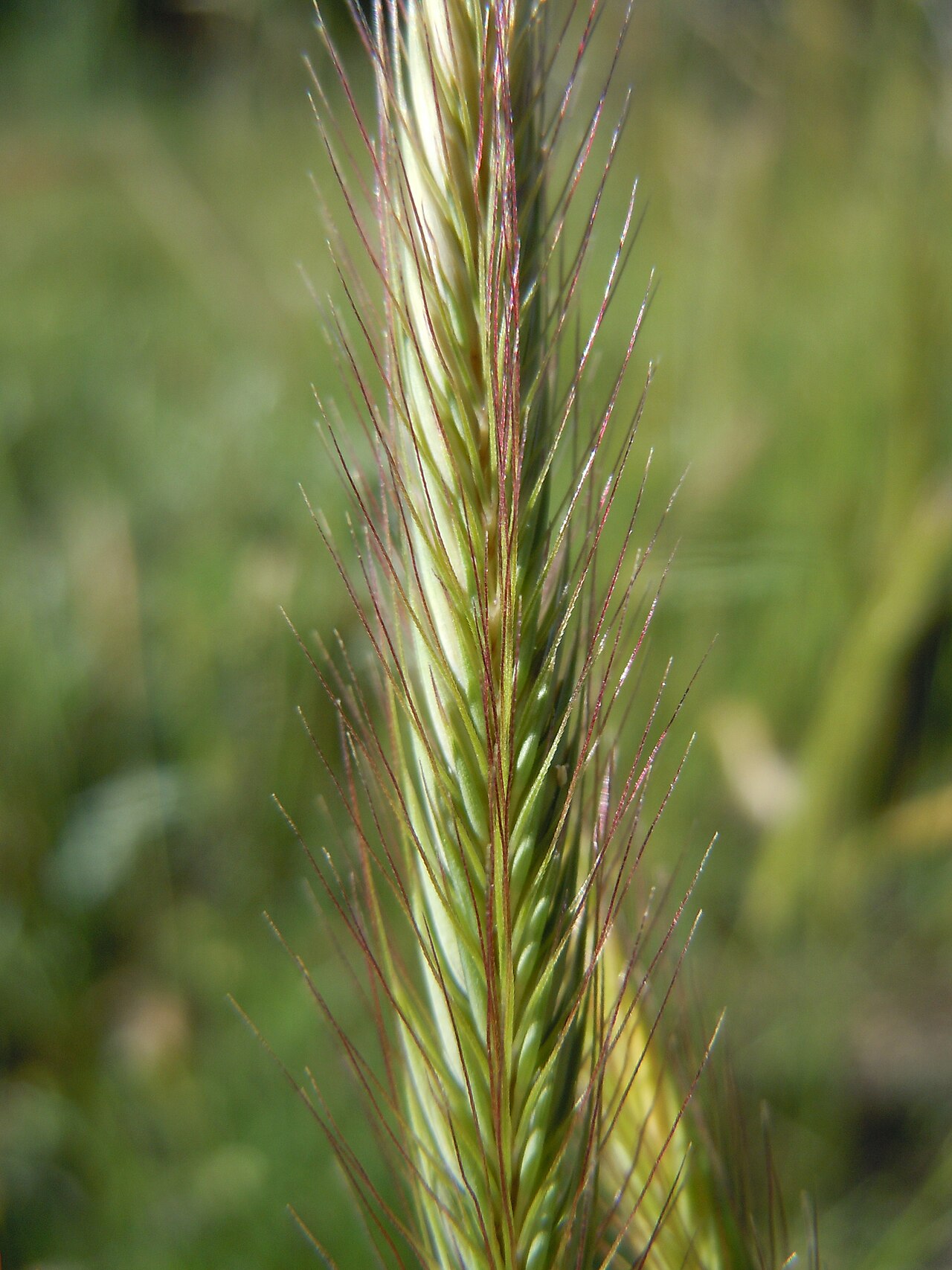 Meadow barley: The lemmas and glume awns are relatively short and the spike is held erect compared to those of Hordeum jubatum (foxtail barley).