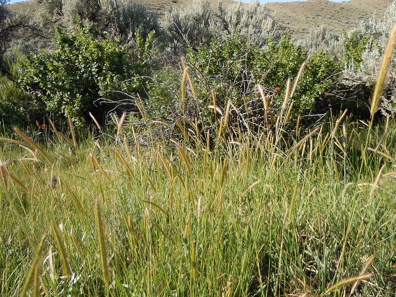 Meadow barley: Meadow barley is locally abundant yet not everywhere present in wet meadows in the mountains.