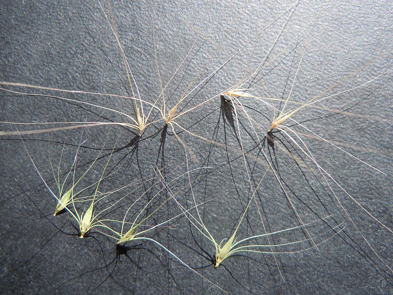 Meadow barley: The diaspore of Hordeum brachyantherum (greenish) has shorter awns than that of Hordeum jubatum (brownish).