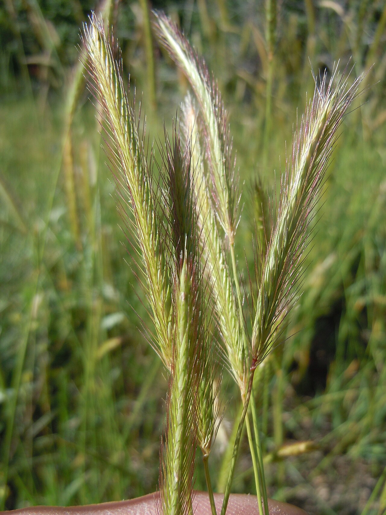 Meadow barley: The lemmas and glume awns are relatively short and the spike is held erect compared to those of Hordeum jubatum (foxtail barley).