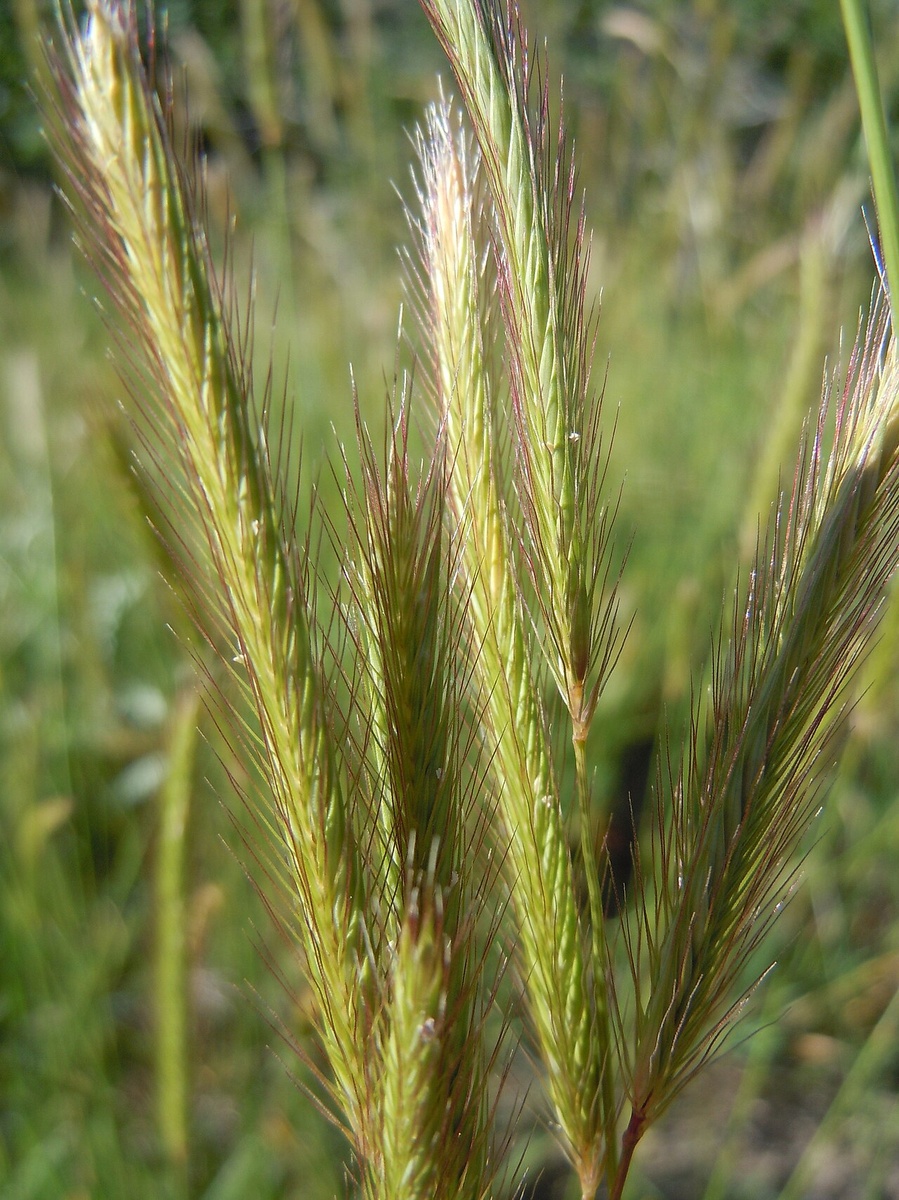 Meadow barley: The lemmas and glume awns are relatively short and the spike is held erect compared to those of Hordeum jubatum (foxtail barley).