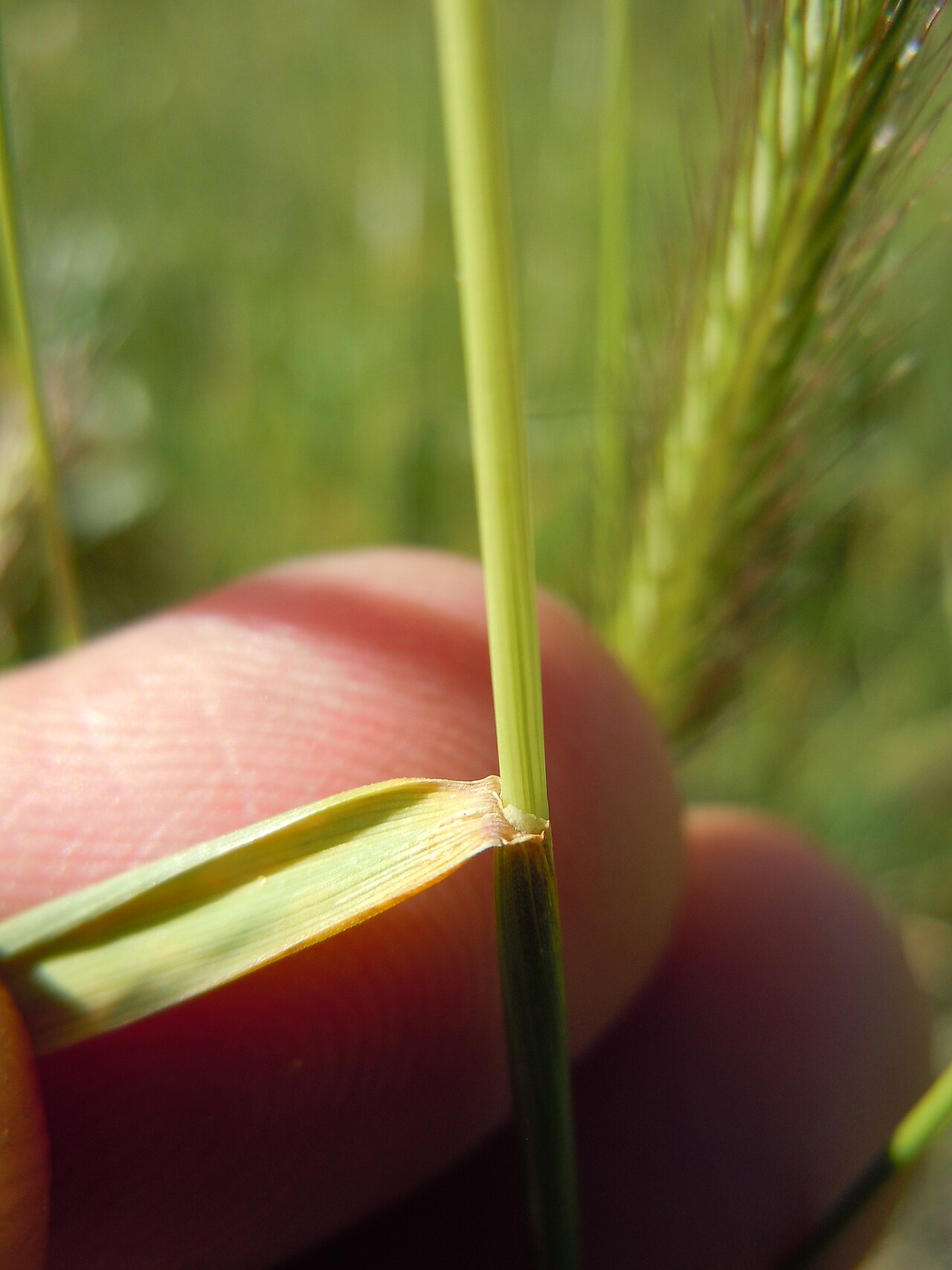 Meadow barley: The typical wheatgrass auricle is not well developed if at all present in Hordeum brachyantherum (this is similar to the auricles of H. jubatum).