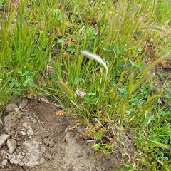Dwarf barley (Hordeum depressum)