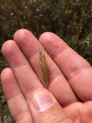 Dwarf barley (Hordeum depressum)