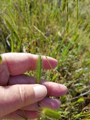 Dwarf barley (Hordeum depressum)