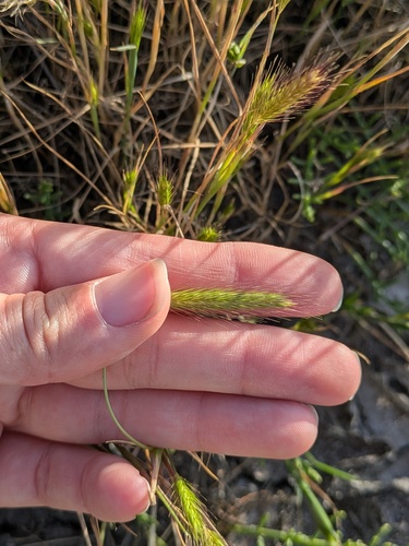 Dwarf barley (Hordeum depressum)