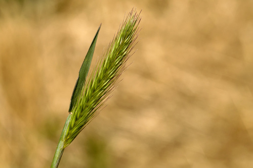 Dwarf barley (Hordeum depressum)