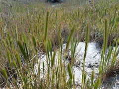 Dwarf barley (Hordeum depressum)