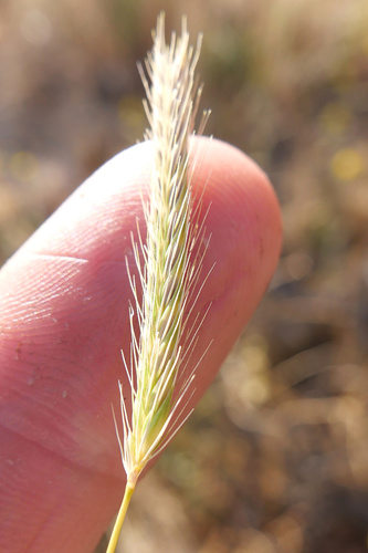 Dwarf barley (Hordeum depressum)