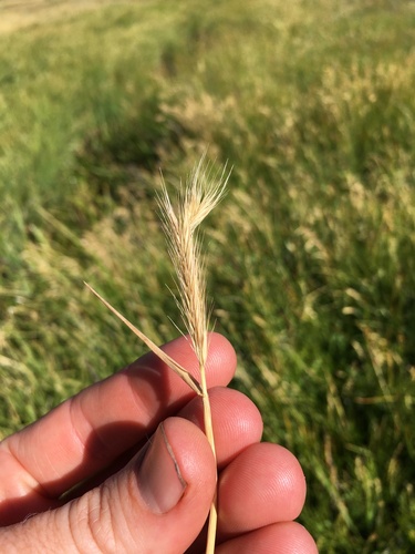 Dwarf barley (Hordeum depressum)