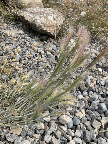 Foxtail barley (Hordeum jubatum)