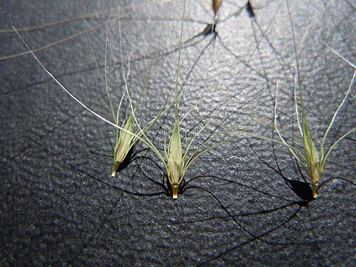 Foxtail barley: The diaspore of Hordeum brachyantherum (greenish) has shorter awns than that of Hordeum jubatum (brownish).