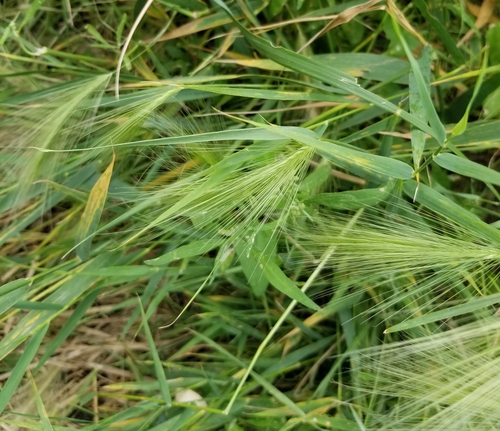 Foxtail barley (Hordeum jubatum)