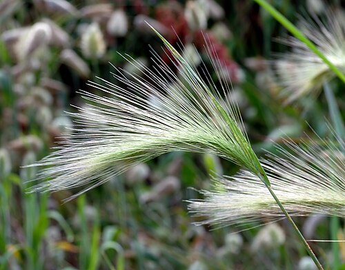 Foxtail barley: This image shows a Foxtail barley plant ( Hordeum jubatum ).