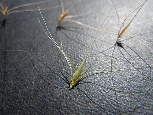 Foxtail barley: The diaspore of Hordeum brachyantherum (greenish) has shorter awns than that of Hordeum jubatum (brownish).