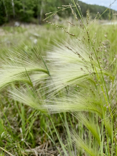 Foxtail barley (Hordeum jubatum)