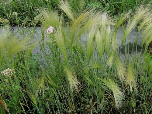 Foxtail barley (Hordeum jubatum)