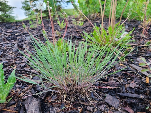 Foxtail barley (Hordeum jubatum)