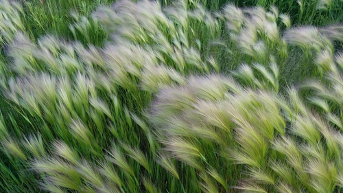 Foxtail barley (Hordeum jubatum)
