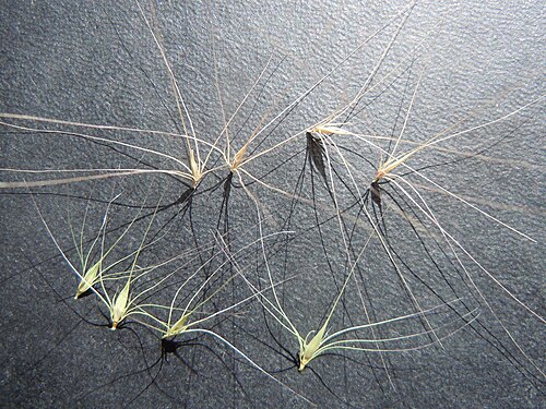 Foxtail barley: The diaspore of Hordeum brachyantherum (greenish) has shorter awns than that of Hordeum jubatum (brownish).