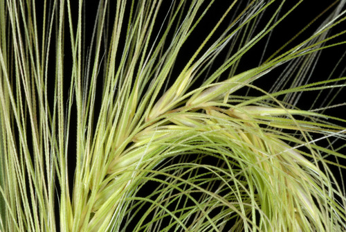 Foxtail barley (Hordeum jubatum)