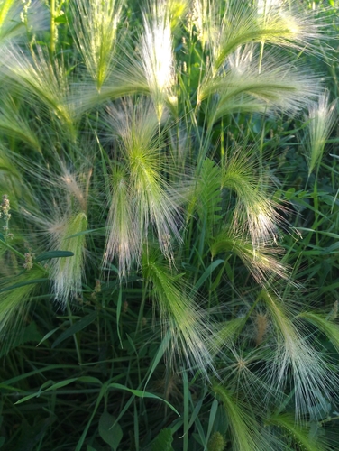 Foxtail barley (Hordeum jubatum)