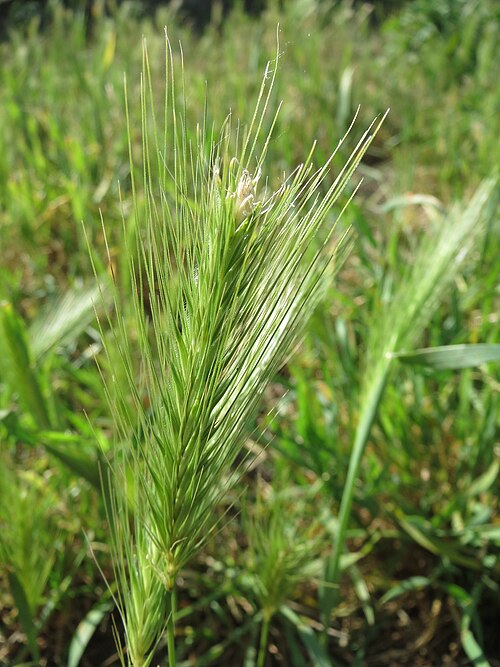 Mouse barley: Mäuse-Gerste ( Hordeum murinum ) im Landschaftsschutzgebiet Hockenheimer Rheinbogen
