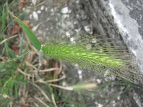 Mouse barley (Hordeum murinum)