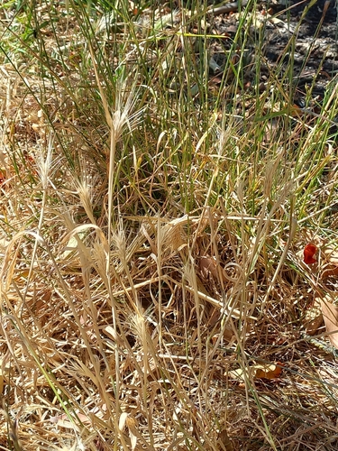 Mouse barley (Hordeum murinum)