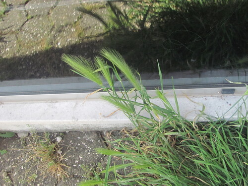 Mouse barley (Hordeum murinum)