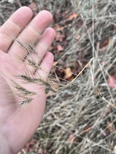 Mouse barley (Hordeum murinum)