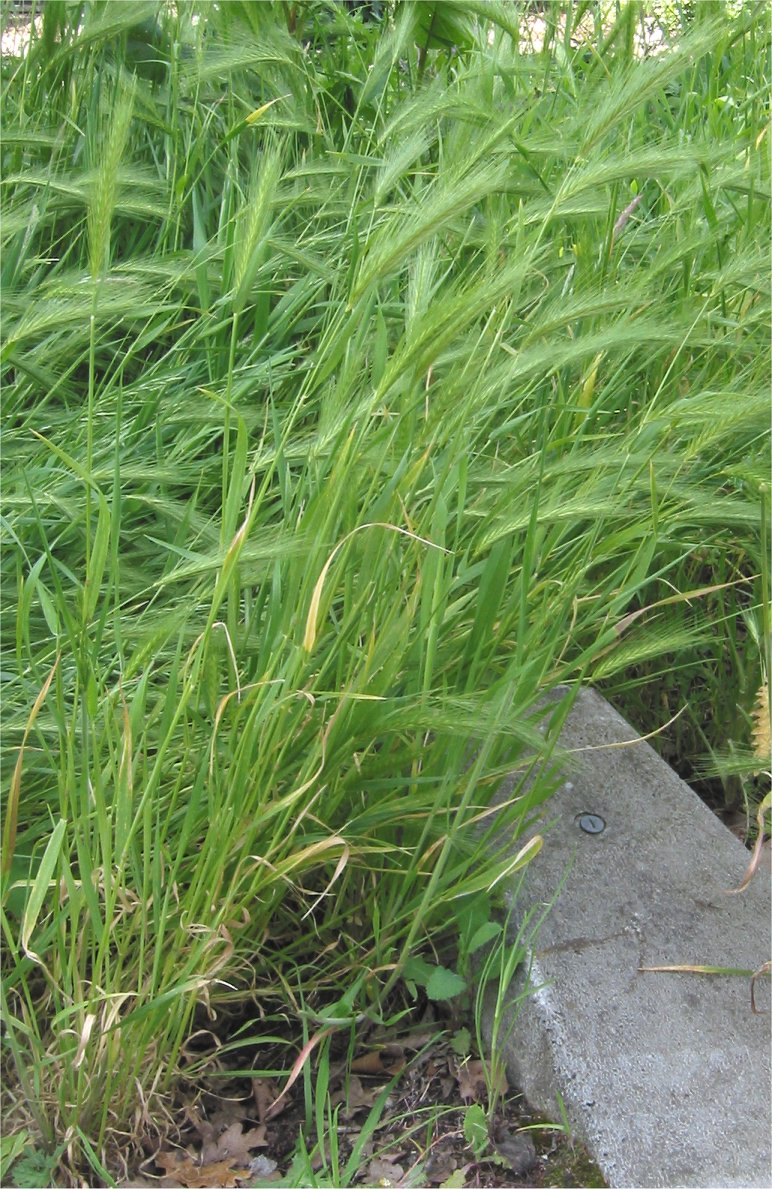 Mouse barley: (nl:Kruipertje) Hordeum murinum plant;