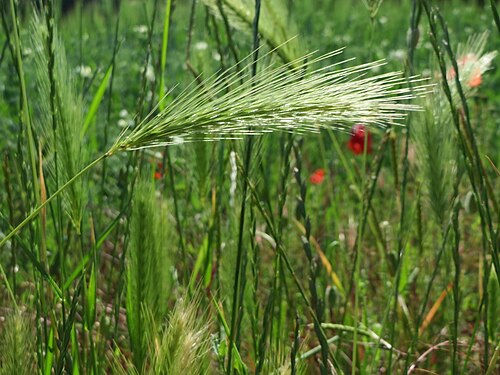 Mouse barley: Mäuse-Gerste ( Hordeum murinum ) in Hockenheim