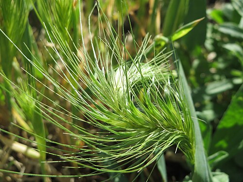 Mouse barley: Mäuse-Gerste ( Hordeum murinum ) im Landschaftsschutzgebiet Hockenheimer Rheinbogen