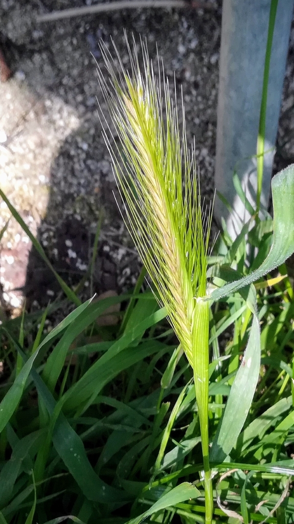 Mouse barley (Hordeum murinum)