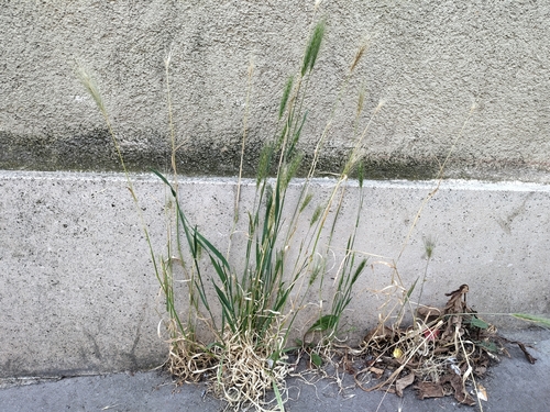 Mouse barley (Hordeum murinum)