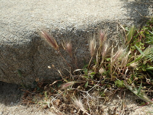 Mouse barley (Hordeum murinum)