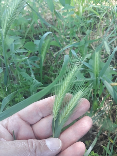 Mouse barley (Hordeum murinum)
