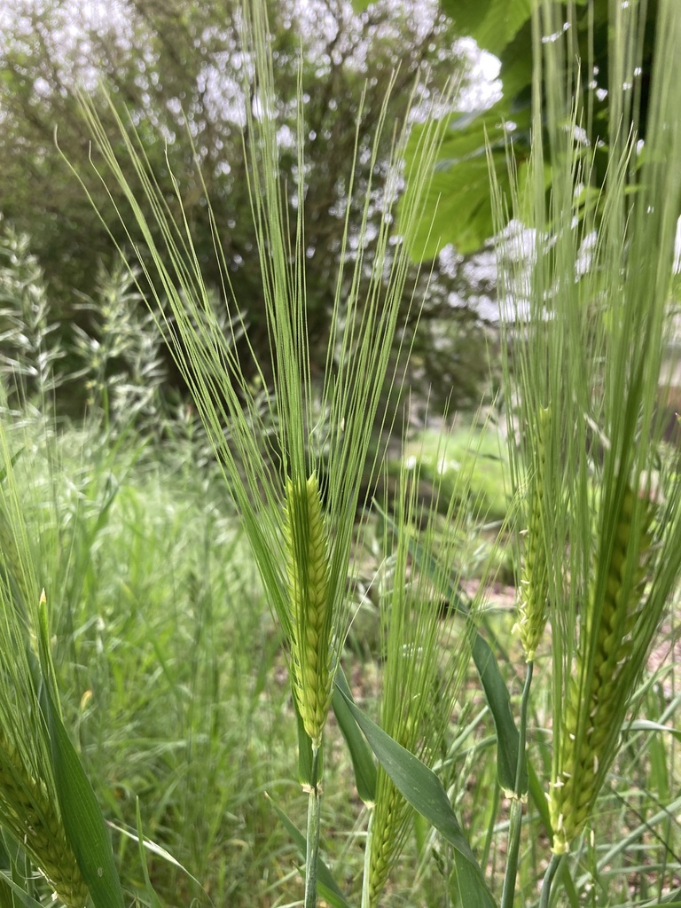 Barley (Hordeum vulgare)