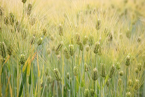 Barley: Barley (Hordeum vulgare) - United States National Arboretum