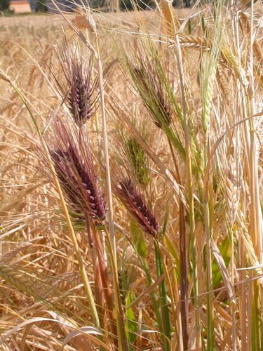 Barley (Hordeum vulgare)